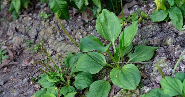Broadleaf Broadleaf