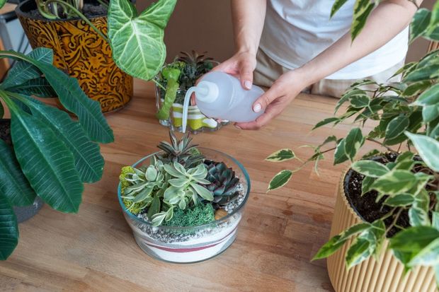 Watering