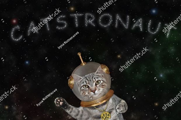 Cat Cat