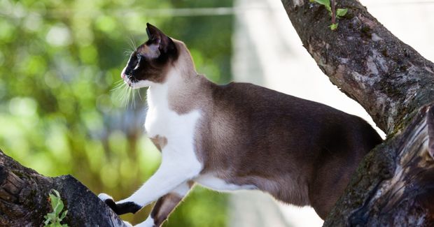 Cat Cat
