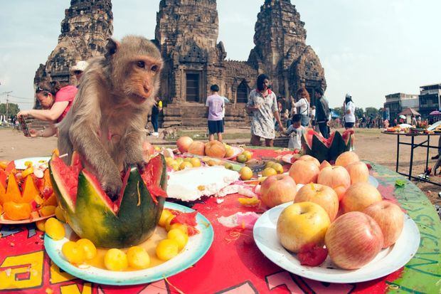 Celebrating Monkey on a table eating fruits
