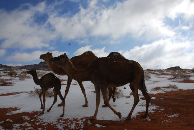 Camels Camels walking on snow in the desert