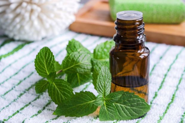 Peppermint Peppermint essential oil.