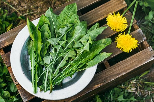 Dandelions