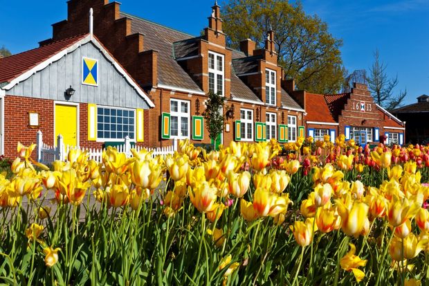 Tulips